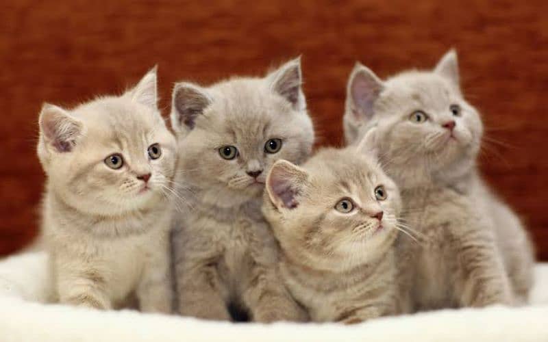 Persian and Siberian kittens 3