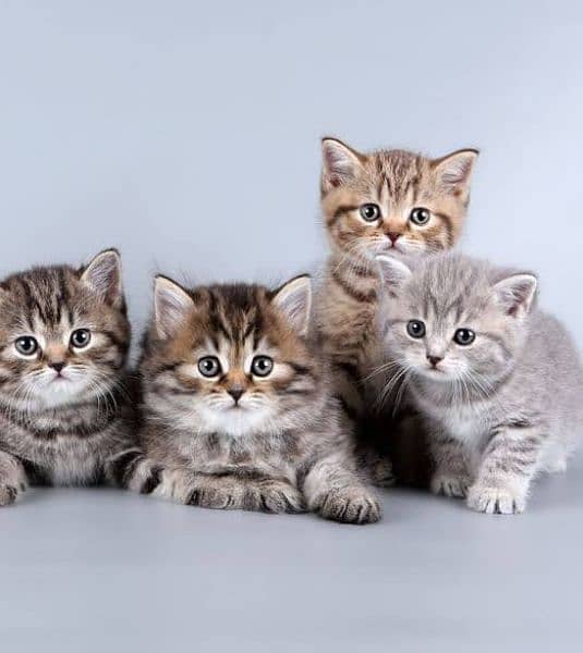 Persian and Siberian kittens 4