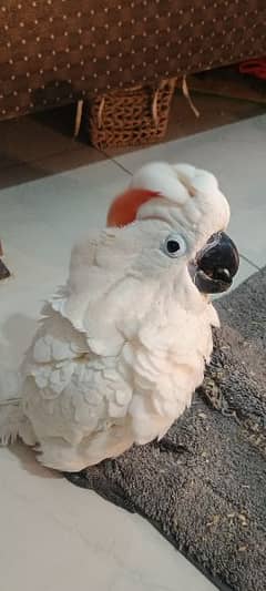 malucan kakatoa malucan cacatoa parrot chick local Karachi breed