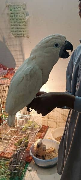 malucan kakatoa malucan cacatoa parrot chick local Karachi breed 2