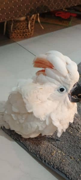 malucan kakatoa malucan cacatoa parrot chick local Karachi breed 7