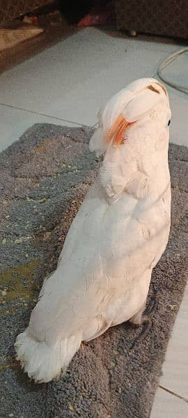 malucan kakatoa malucan cacatoa parrot chick local Karachi breed 8