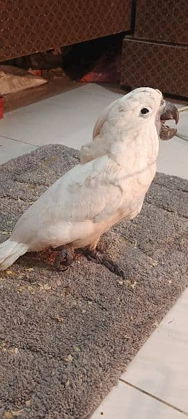 malucan kakatoa malucan cacatoa parrot chick local Karachi breed 9