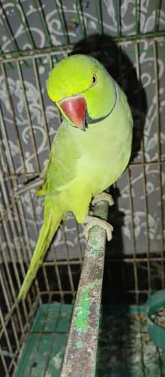 green ringneck parrot male face to face talking tame nhi hai