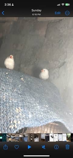 Snow White breeder pair sale or Exchnge possible with love birds