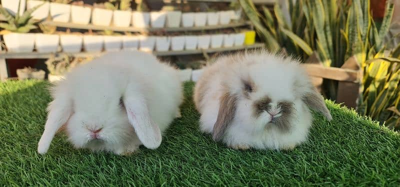 Cute Holland Lop Rabbit 0