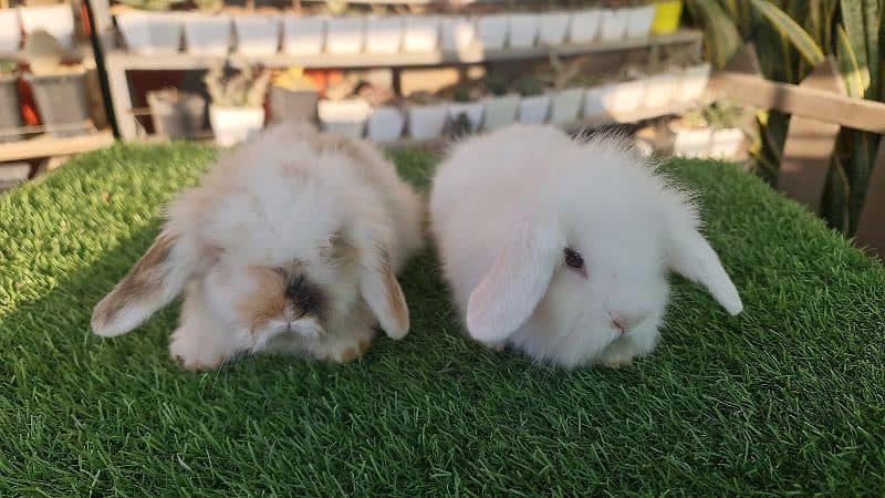Cute Holland Lop Rabbit 1