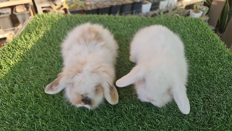 Cute Holland Lop Rabbit 3