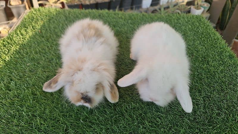 Cute Holland Lop Rabbit 5