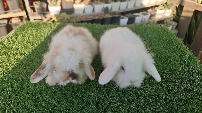 Cute Holland Lop Rabbit 7