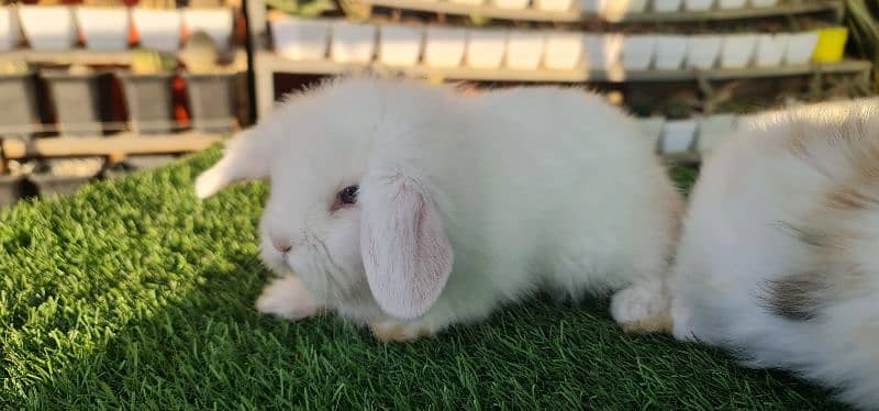 Cute Holland Lop Rabbit 8