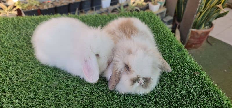 Cute Holland Lop Rabbit 9