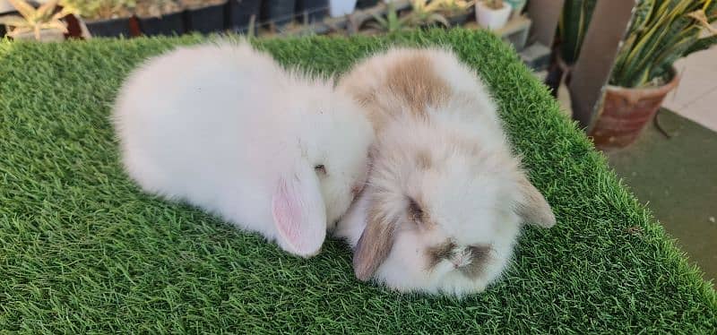 Cute Holland Lop Rabbit 10