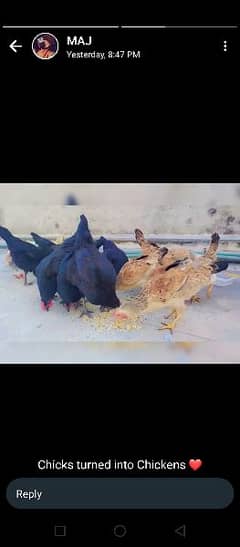Astralobe and Buttercup hens  (WhatsApp 03155364450)