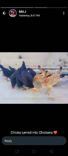 Astralobe and Buttercup hens  (WhatsApp 03155364450) 0