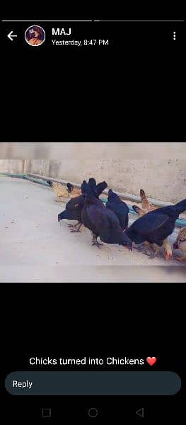 Astralobe and Buttercup hens  (WhatsApp 03155364450) 2