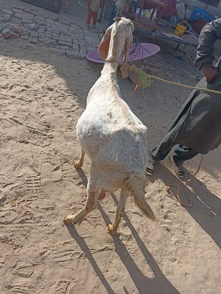 Goat For sales Makhi chini 1