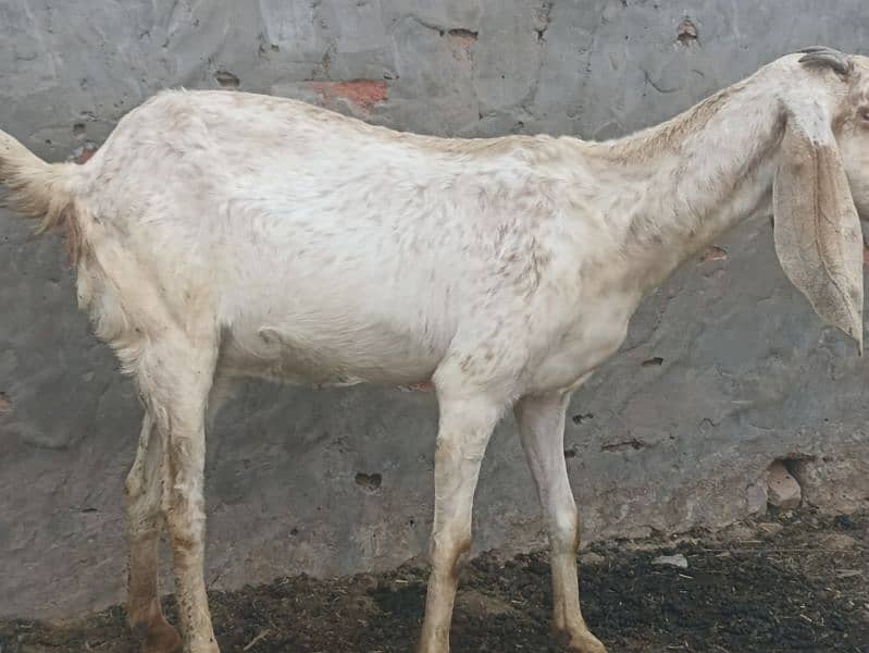 Goat For sales Makhi chini 3