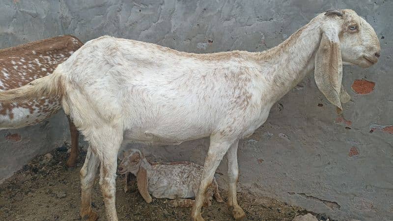 Goat For sales Makhi chini 4