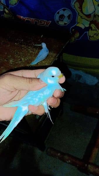 Australian Parrots For Sale 6