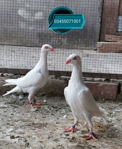 Different types of imported bloodline fancy Pigeon