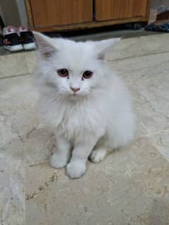 Persian White ccat