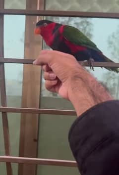 parrot talking
