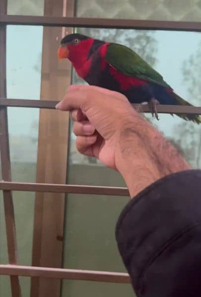 parrot talking Tamed free fly 1