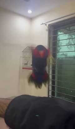 parrot talking Tamed free fly