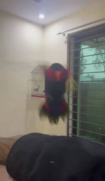 parrot talking Tamed free fly 0