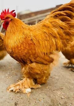 All fancy poultry, aseel and poultry available