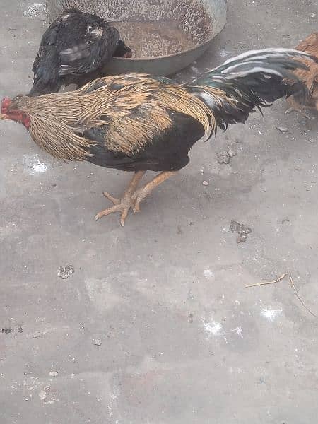 aseel mianwali pair available for sale munasib price high quality 0