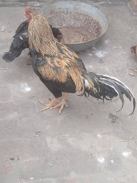 aseel mianwali pair available for sale munasib price high quality 2