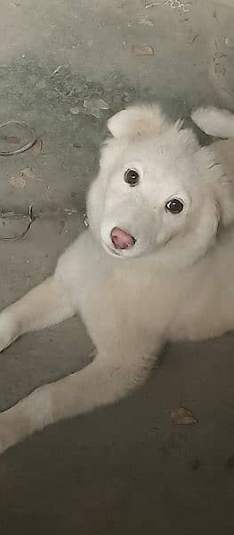 dog Russian for sale 2