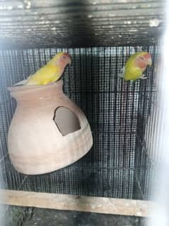 lovebird ready to first breed price =3200.  lotion breeder pair 1 4200