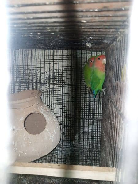 lovebird ready to first breed price =3200.  lotion breeder pair 1 4200 1