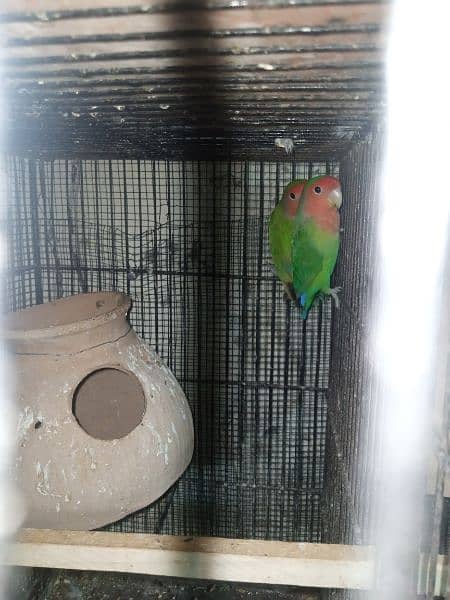 lovebird ready to first breed price =3200.  lotion breeder pair 1 4200 2