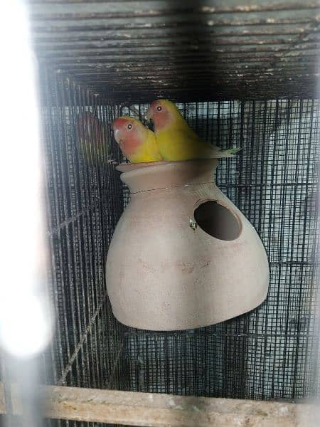 lovebird ready to first breed price =3200.  lotion breeder pair 1 4200 3