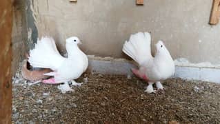 Lakha pigeon