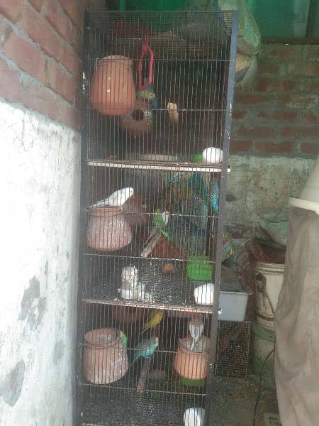 7 pair 15 chicks 5 egg with cage price fnl ha 7