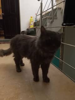 Persian grey cat looking for a new home urjent sale