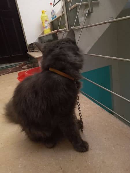 Persian grey cat looking for a new home urjent sale 1