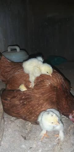 barhama chicks available