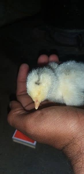 barhama chicks available 1