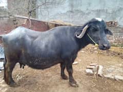 1 buffalo for sale