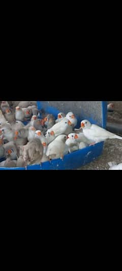 zebra Finches pairs available