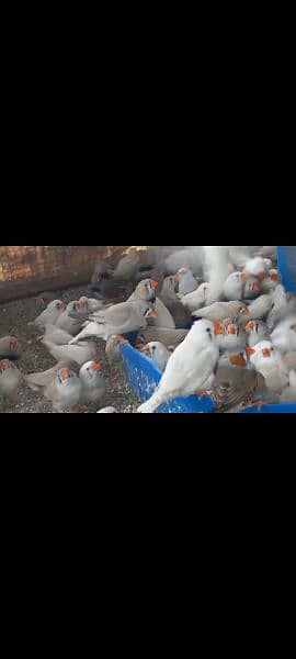 zebra Finches pairs available 1