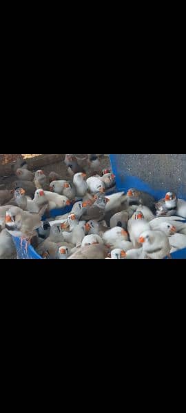 zebra Finches pairs available 2