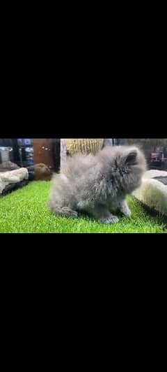 pure Persian kitten Dubai import 100% 0
