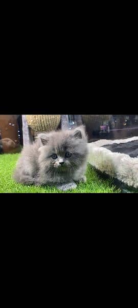 pure Persian kitten Dubai import 100% 1